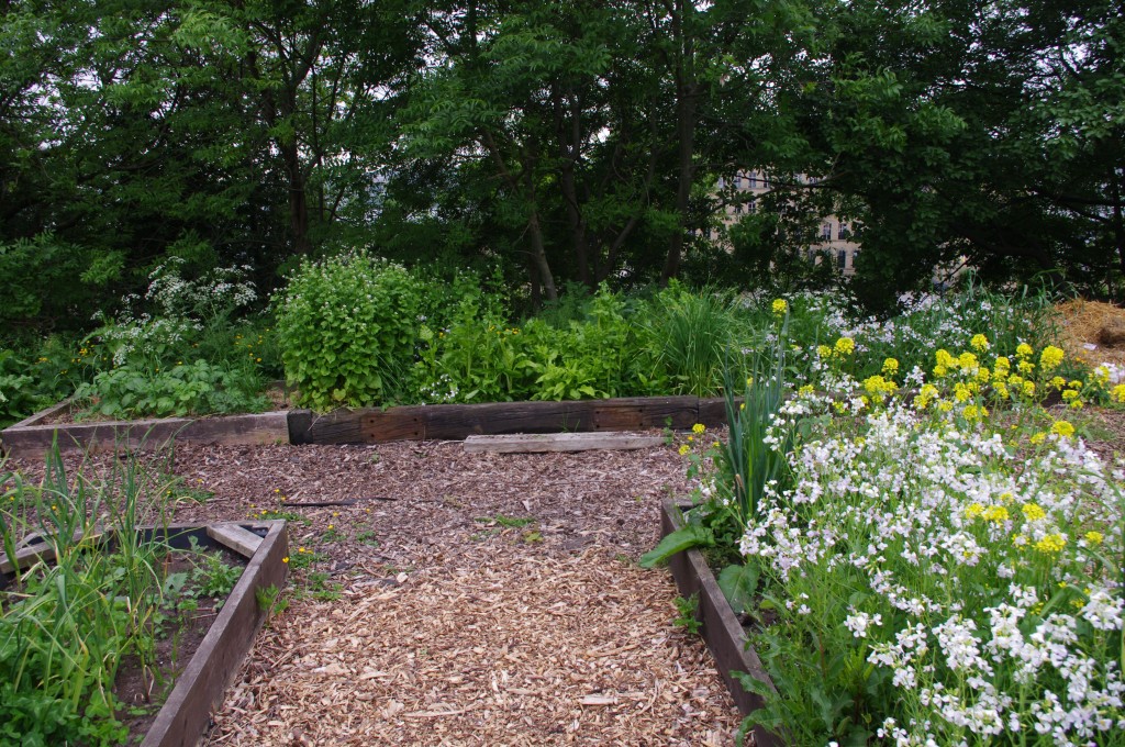 Outdoor raised beds for fodder and food at Prism City Farm